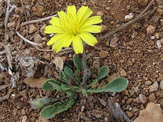 Launaea crepoides