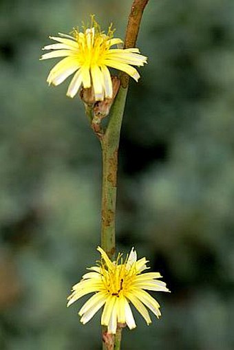 Launaea gorgadensis