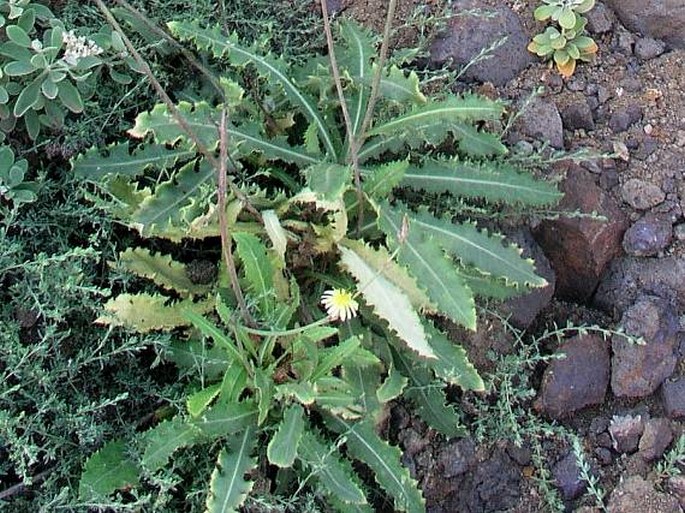 Launaea gorgadensis