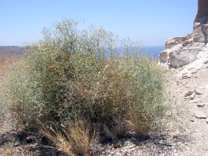 Launaea arborescens