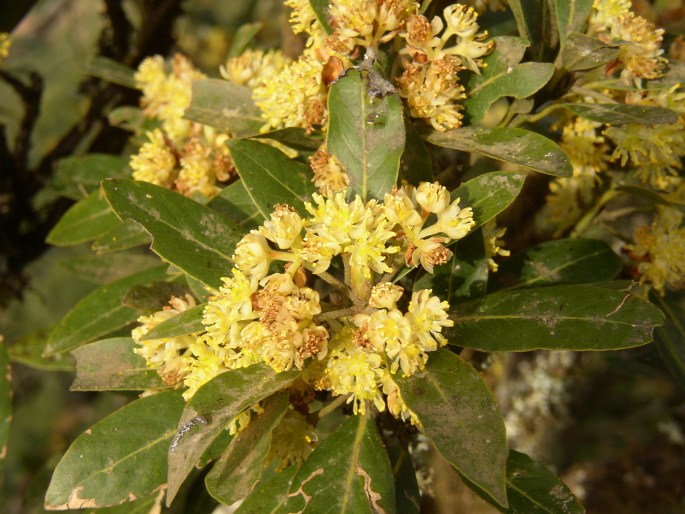 Laurus novocanariensis