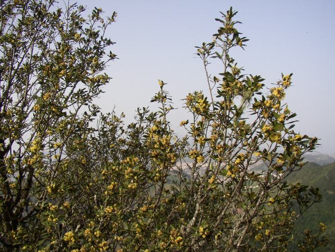 Laurus novocanariensis