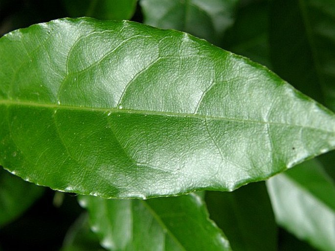 Laurus nobilis