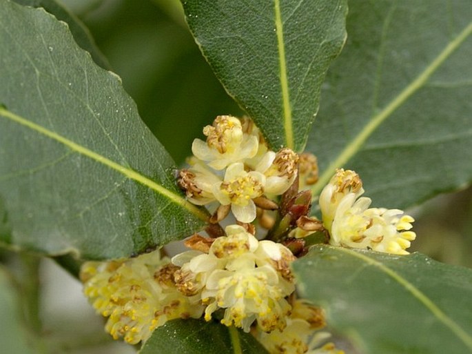 Laurus nobilis