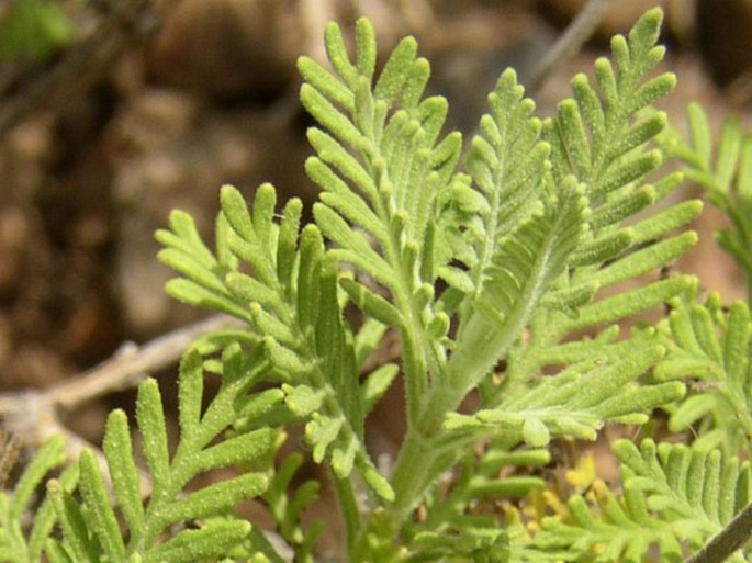 Lavandula buchii