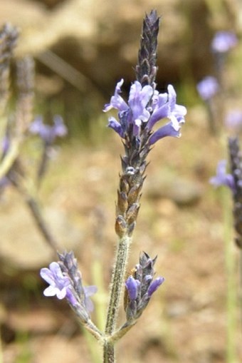 Lavandula buchii