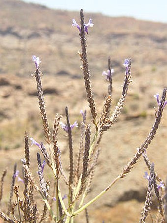 Lavandula minutolii