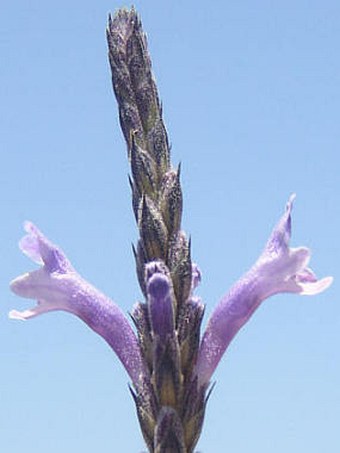 Lavandula minutolii