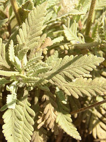 Lavandula minutolii