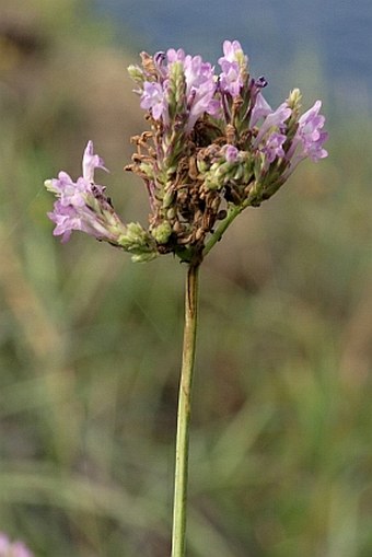 Lavandula rotundifolia