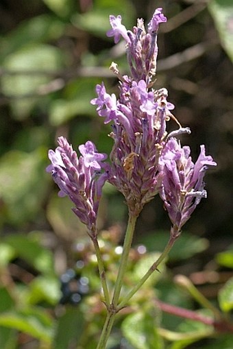 Lavandula rotundifolia