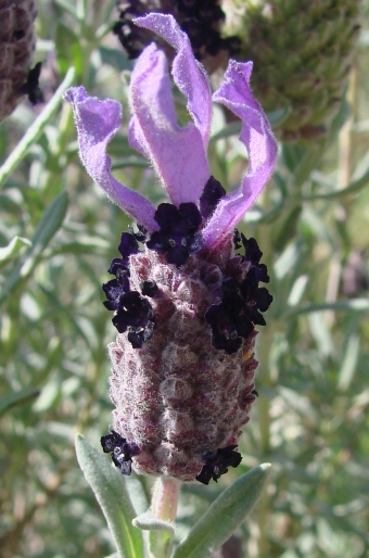 Lavandula stoechas