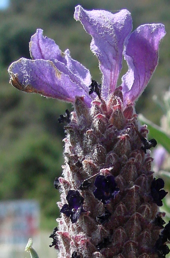 Lavandula stoechas