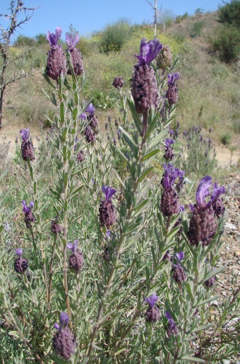 Lavandula stoechas