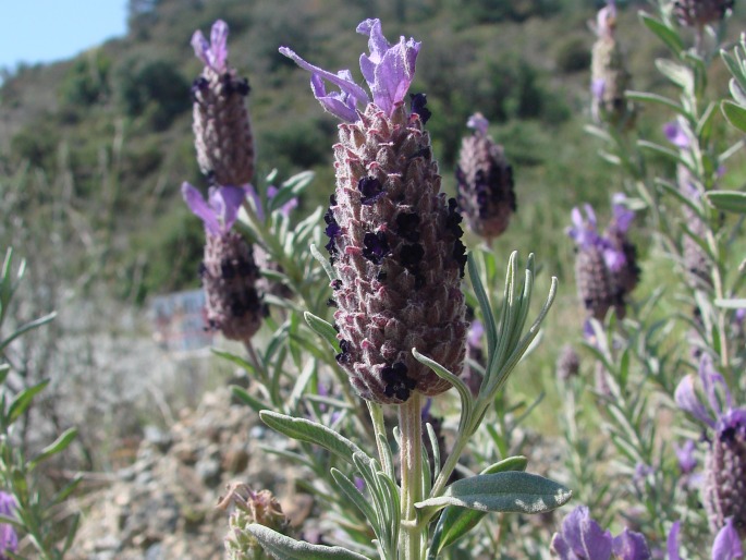 Lavandula stoechas