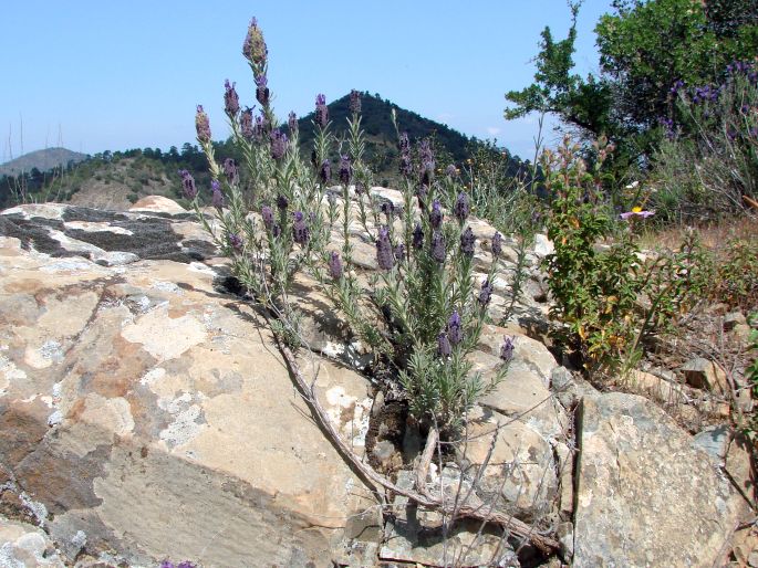 Lavandula stoechas