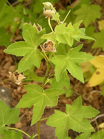 Lavatera acerifolia