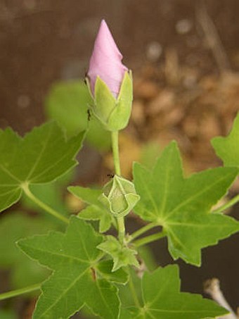 Lavatera acerifolia