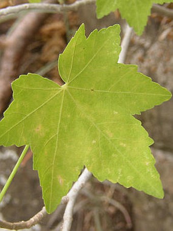 Lavatera acerifolia