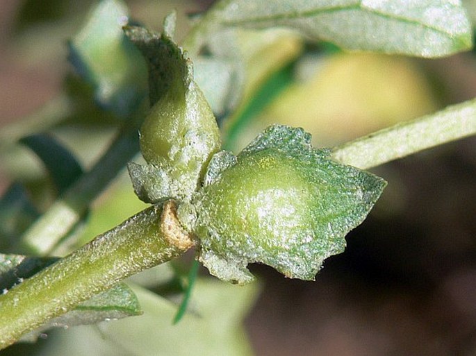 Atriplex tatarica