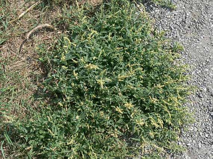 Atriplex tatarica