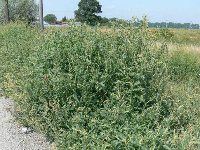 ATRIPLEX TATARICA L. – lebeda tatarská / loboda tatárska