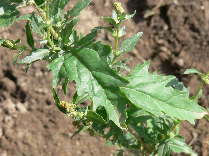 ATRIPLEX TATARICA L. – lebeda tatarská / loboda tatárska