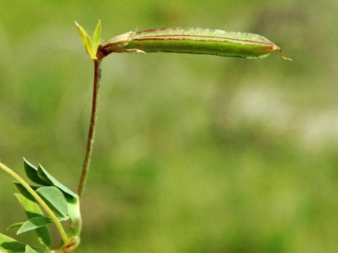 Tetragonolobus maritimus