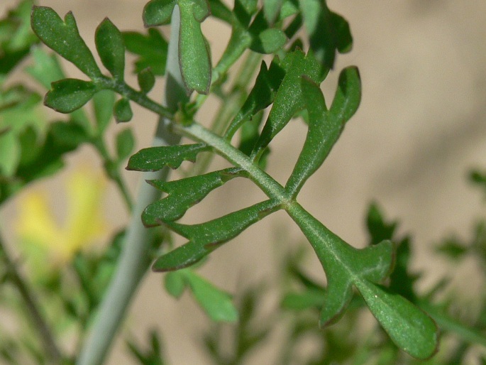 Lepidium sativum