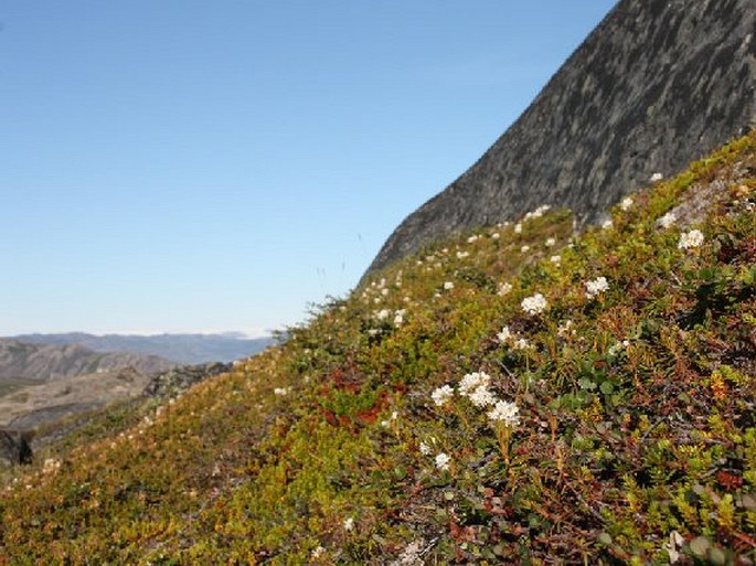 Rhododendron tomentosum subsp. decumbens