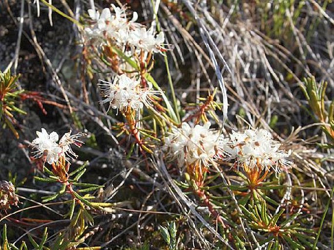 Rhododendron tomentosum subsp. decumbens