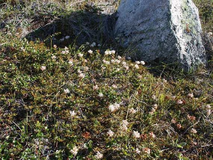 Rhododendron tomentosum subsp. decumbens