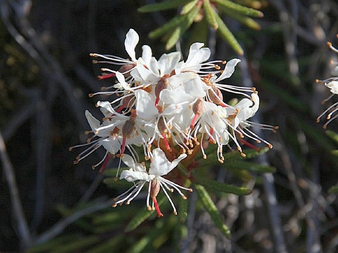 Rhododendron tomentosum subsp. decumbens