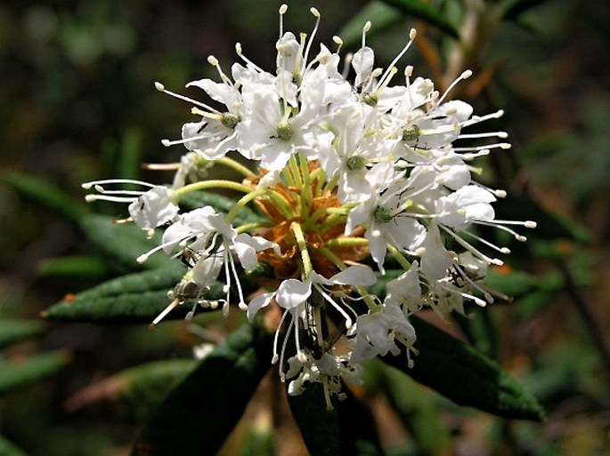 RHODODENDRON GROENLANDICUM (Oeder) Kron et Judd - pěnišník / rododendron