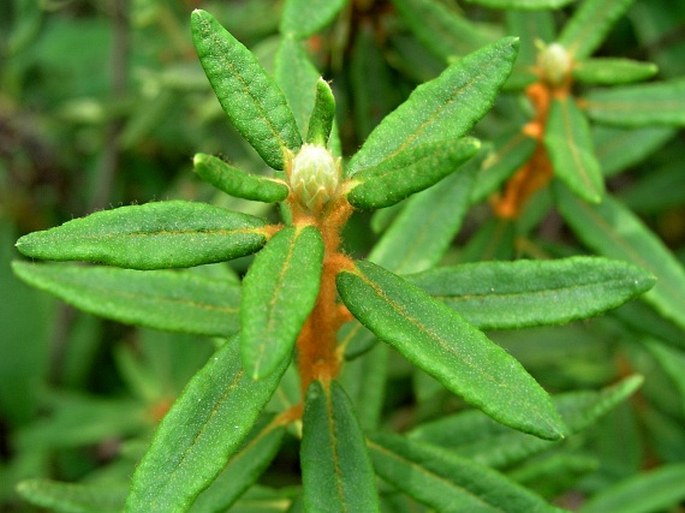 Rhododendron groenlandicum