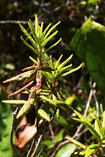 Rhododendron groenlandicum