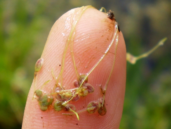 Lemna turionifera