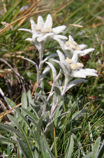 Leontopodium alpinum