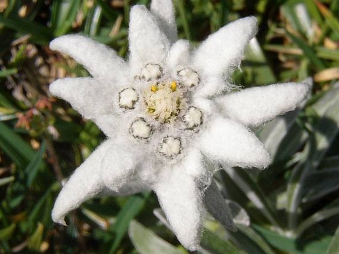 Leontopodium alpinum