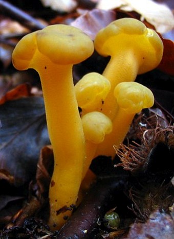 Leotia lubrica