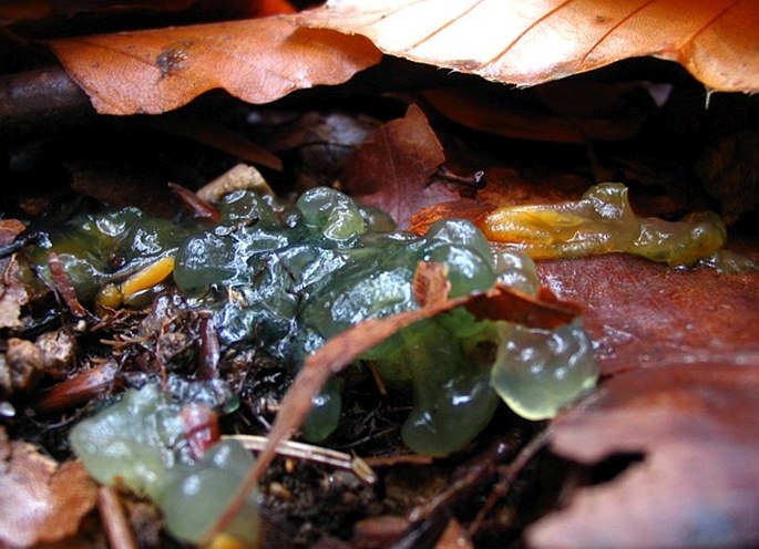 Leotia lubrica