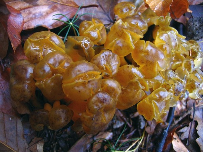 Leotia lubrica