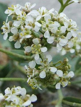 Lepidium cartilagineum crassifolium