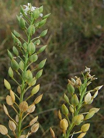 Lepidium cartilagineum crassifolium