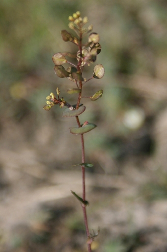 Lepidium perfoliatum