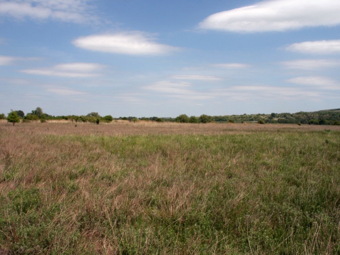 Lepidium perfoliatum