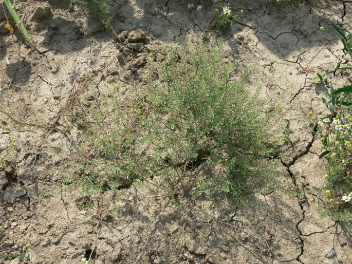 Lepidium ruderale