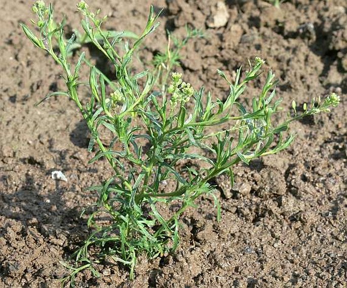 Lepidium ruderale