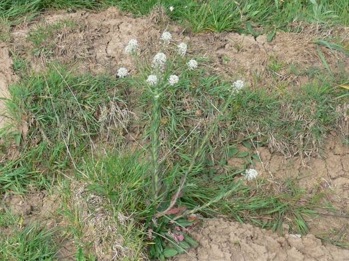 Lepidium campestre