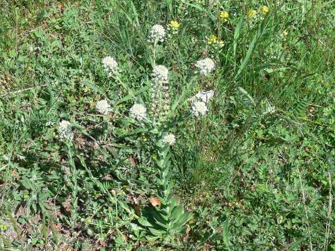 Lepidium campestre